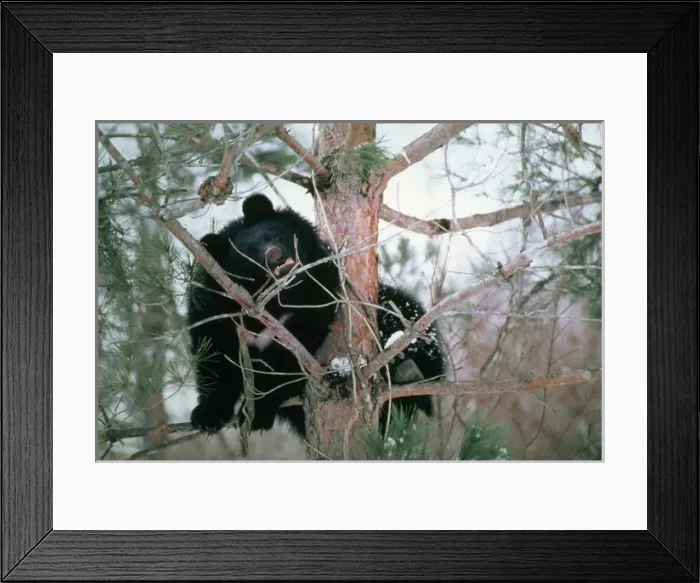 Framed Print : Asiatic Black Bear - Japanese sub species Framed Print : Asiatic Black Bear - Japanese sub species