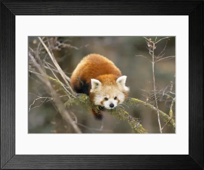 Framed Print : Red Panda / Lesser Panda / Red Cat-bear Framed Print : Red Panda / Lesser Panda / Red Cat-bear