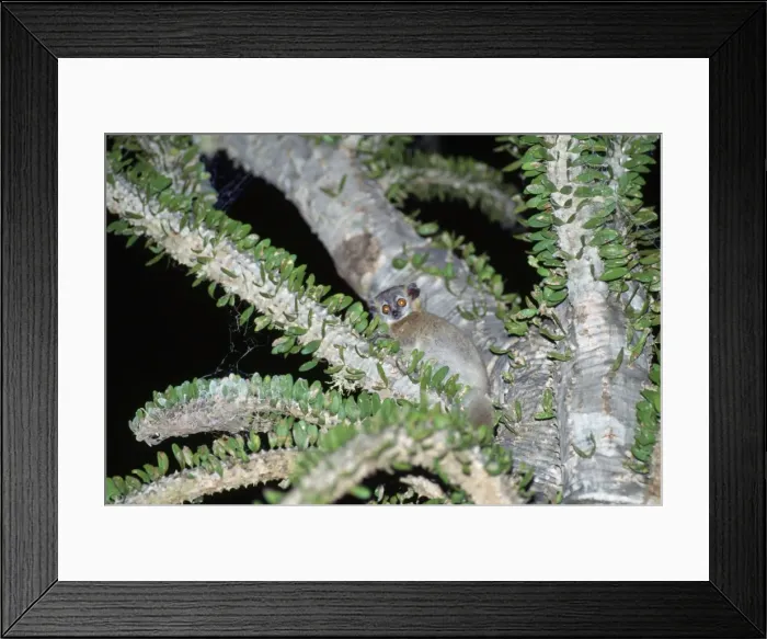 Framed Print : Sportive Lemur - in Didierea Tree - at night Framed Print : Sportive Lemur - in Didierea Tree - at night