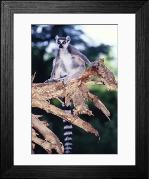 Framed Print : Ring-tailed Lemur - on branch Framed Print : Ring-tailed Lemur - on branch