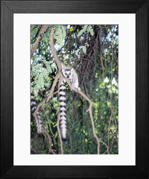 Framed Print : Ring-tailed Lemur Framed Print : Ring-tailed Lemur