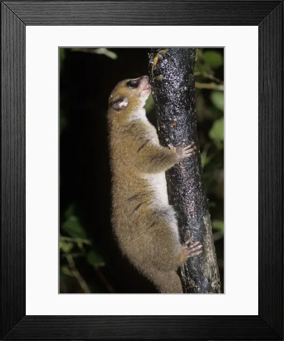 Framed Print : Mouse Lemur Licks Tree Bark Framed Print : Mouse Lemur Licks Tree Bark