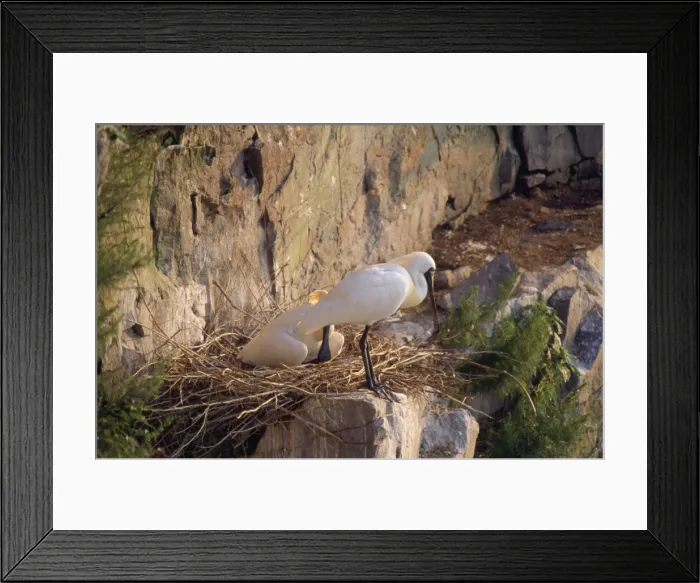 Framed Print : Black-faced Spoonbill - adults at nest