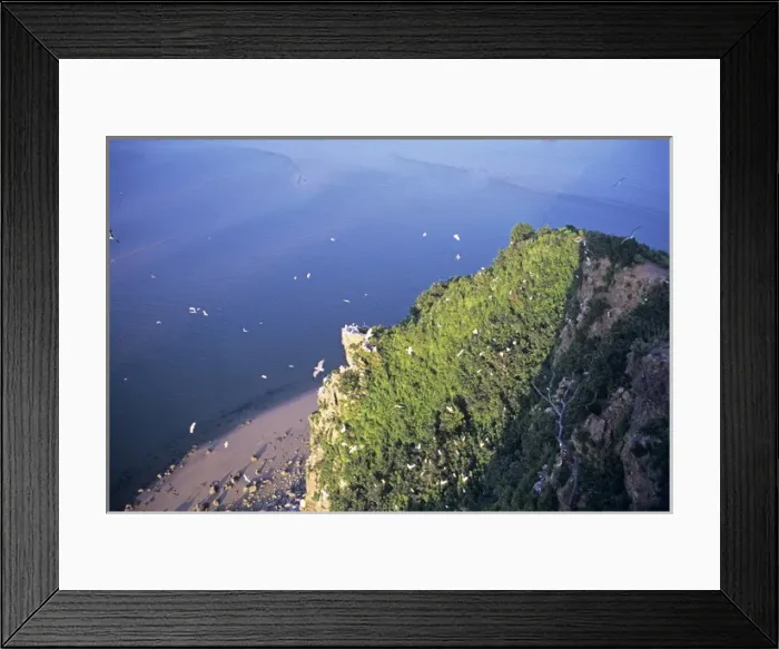 Framed Print : Chinese egret - nesting colony on cliff top