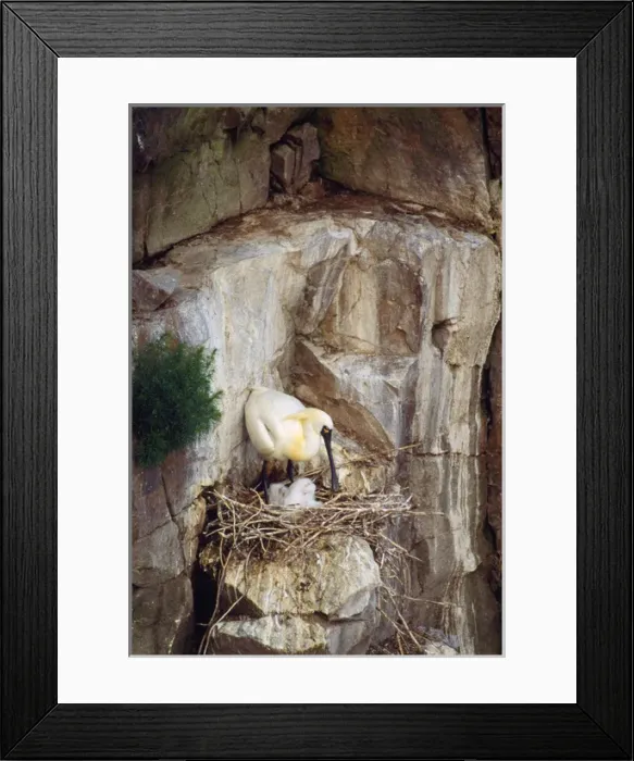 Framed Print : Black-faced Spoonbill - adults with young Framed Print : Black-faced Spoonbill - adults with young