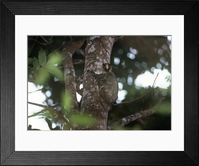Framed Print : Philippine flying lemur Framed Print : Philippine flying lemur