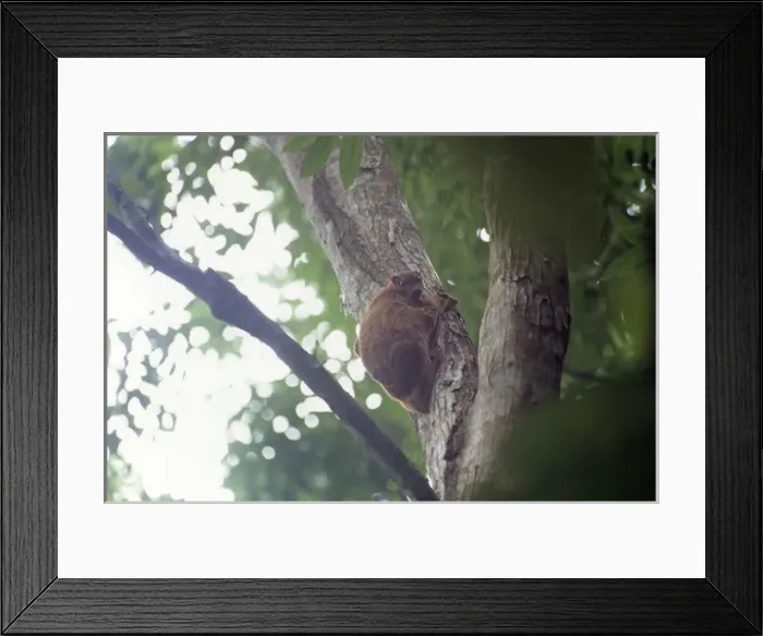 Framed Print : Philippine Flying Lemur Framed Print : Philippine Flying Lemur