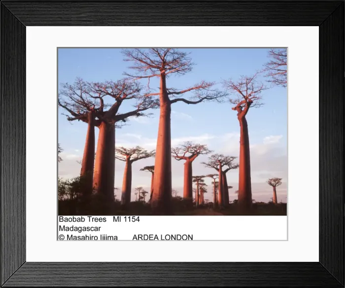 Framed Print : BAOBAB / Boab TREES - Sunset Framed Print : BAOBAB / Boab TREES - Sunset