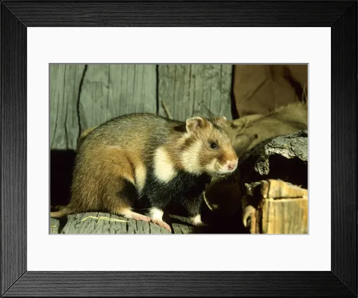 Framed Print : Wild Common Hamster - Feeds in a granary Framed Print : Wild Common Hamster - Feeds in a granary