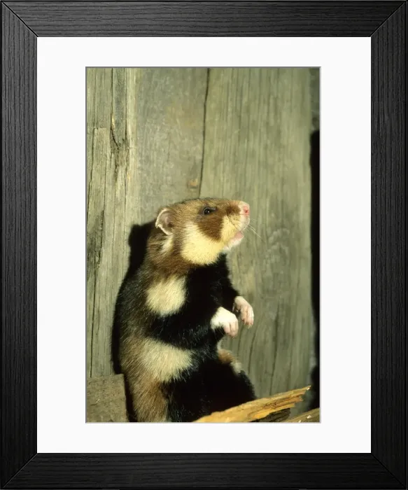 Framed Print : Wild Common Hamster - Checks for danger, feeding Framed Print : Wild Common Hamster - Checks for danger, feeding