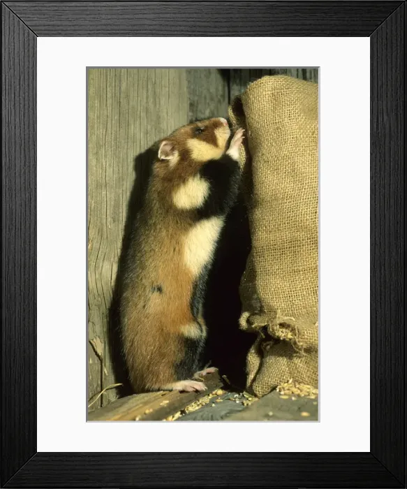 Framed Print : Wild Common Hamster - Checks a sack, feeding in a granary