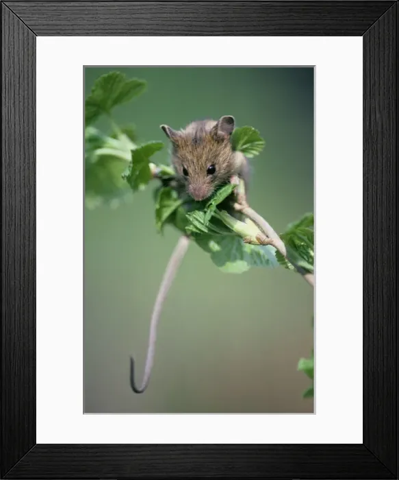 Framed Print : Northern birch mouse explores redcurrant branch Framed Print : Northern birch mouse explores redcurrant branch