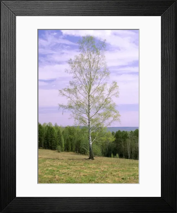 Framed Print : Birch Tree - Near river Serga, near Ekaterinburg Framed Print : Birch Tree - Near river Serga, near Ekaterinburg