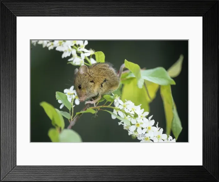 Framed Print : Northern birch mouse feeds on bird cherry (Prunus Framed Print : Northern birch mouse feeds on bird cherry (Prunus