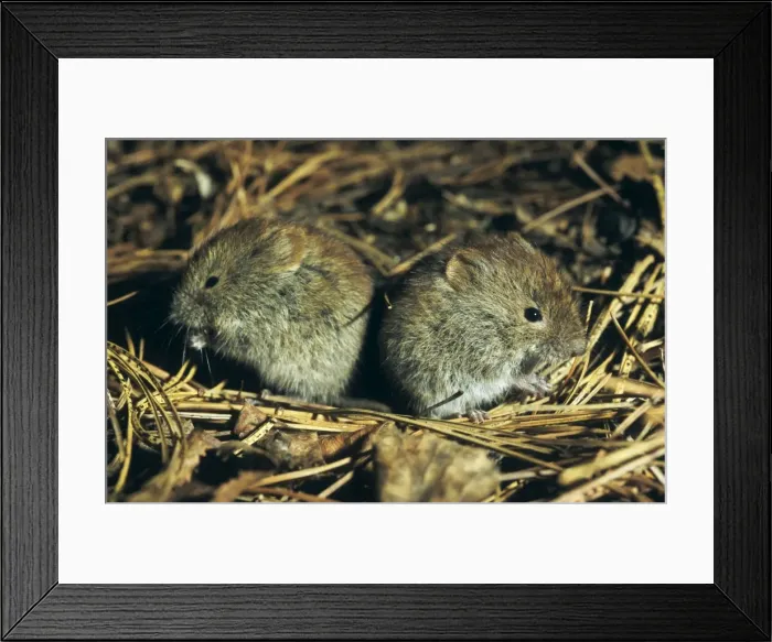 Framed Print : Northern red-backed VOLE - two young brothers feed Framed Print : Northern red-backed VOLE - two young brothers feed