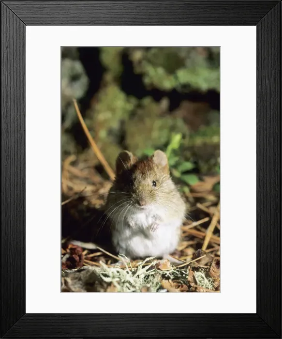 Framed Print : Northern red-backed vole - on taiga-forest floor Framed Print : Northern red-backed vole - on taiga-forest floor