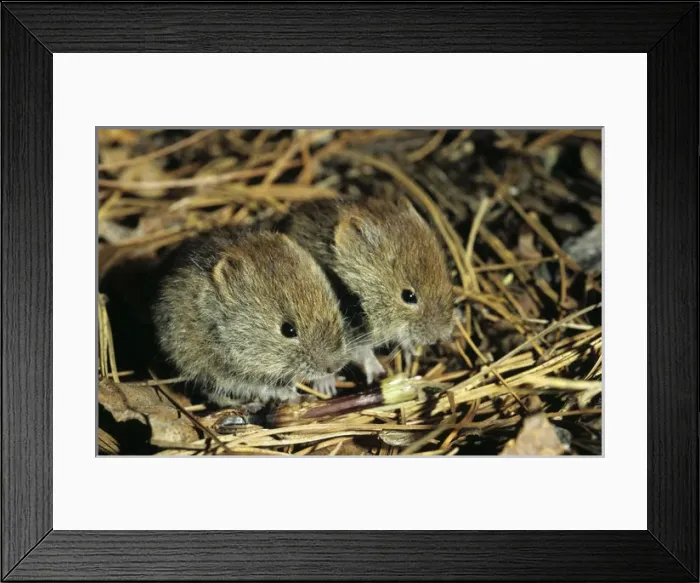 Framed Print : Northern red-backed VOLE, two young brothers feed Framed Print : Northern red-backed VOLE, two young brothers feed
