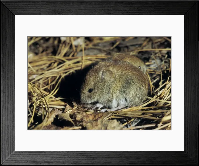 Framed Print : Northern red-backed vole, two young brothers feed Framed Print : Northern red-backed vole, two young brothers feed