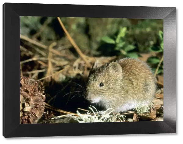 Northern red-backed vole - feeds on Siberian stone