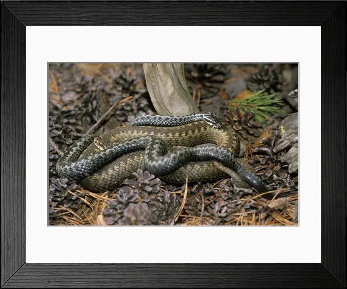 Framed Print : European / Common ADDER - adults; pre-copulation Framed Print : European / Common ADDER - adults; pre-copulation