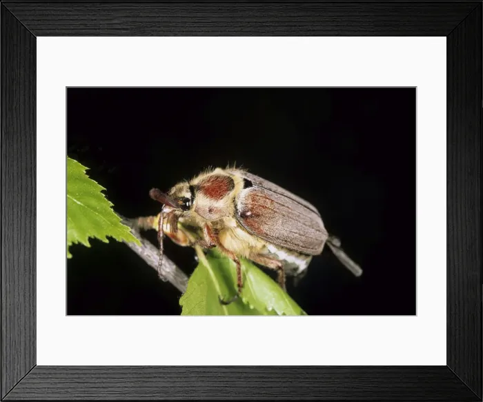 Framed Print : Forest COCKCHAFER / May beetle - rests on a birch Framed Print : Forest COCKCHAFER / May beetle - rests on a birch