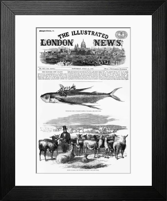 Framed Print : A flock of llamas, imported from Peru in 1858 Framed Print : A flock of llamas, imported from Peru in 1858