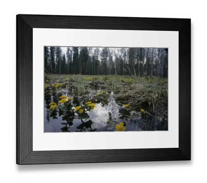 Framed Print : Marsh marigold / Kingcup - flowering in flooded Framed Print : Marsh marigold / Kingcup - flowering in flooded