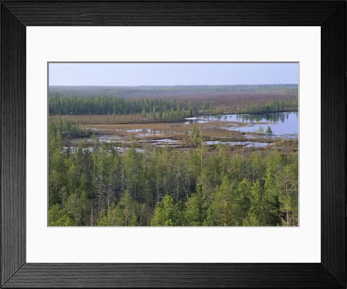 Framed Print : Taiga-forest and marshes near river Taz Framed Print : Taiga-forest and marshes near river Taz