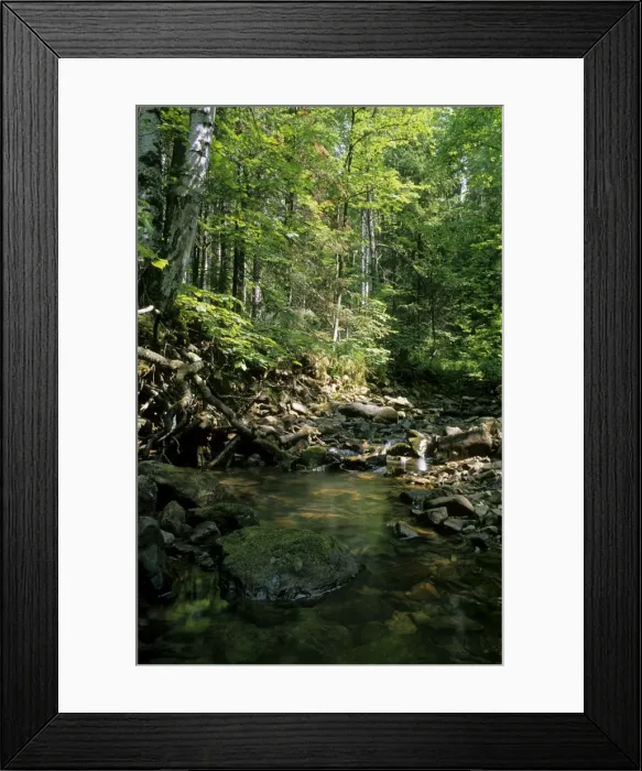 Framed Print : Sunlight on small stream in a forest, typical mixed Framed Print : Sunlight on small stream in a forest, typical mixed