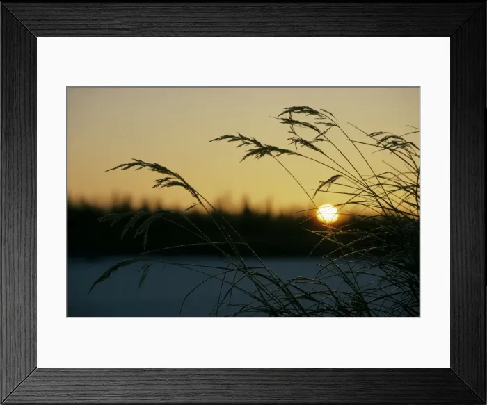 Framed Print : Dry grasses in sunrise over frozen river Hudosey Framed Print : Dry grasses in sunrise over frozen river Hudosey