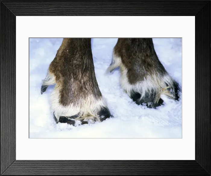 Framed Print : Hoofs of a domestic reindeer Framed Print : Hoofs of a domestic reindeer