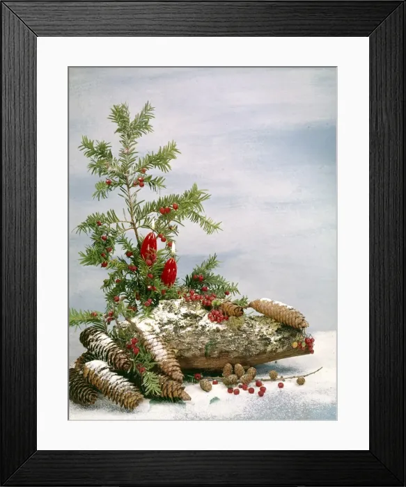 Framed Print : Christmas arrangement of candles, fir branches and cones Framed Print : Christmas arrangement of candles, fir branches and cones