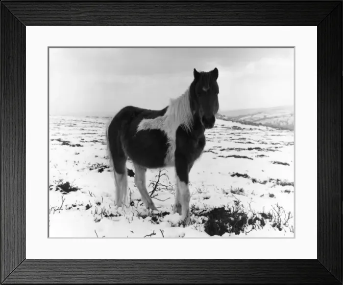 Framed Print : Pony in the snow, West Country Framed Print : Pony in the snow, West Country
