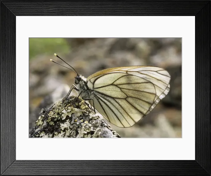 Framed Print : Black-veined White Butterfly - resting on a stone Framed Print : Black-veined White Butterfly - resting on a stone