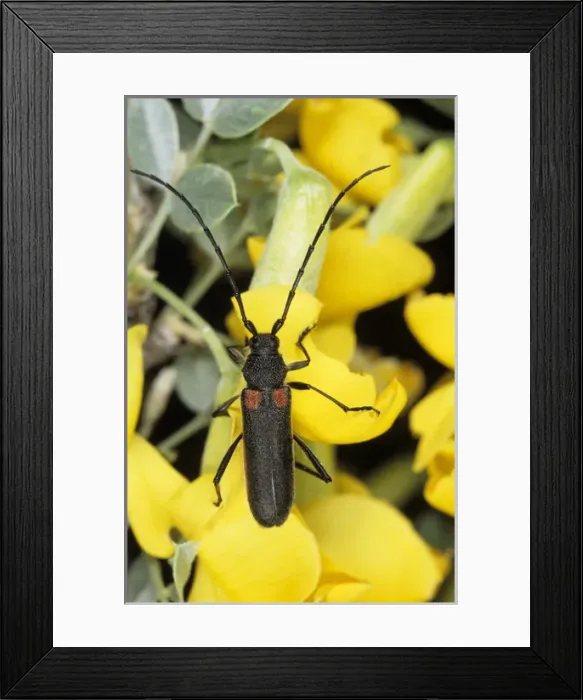 Framed Print : A beetle - on flowering Caraganae plant Framed Print : A beetle - on flowering Caraganae plant