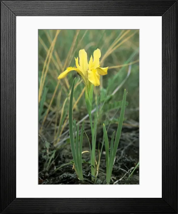 Framed Print : Wild flowering Yellow Iris Framed Print : Wild flowering Yellow Iris