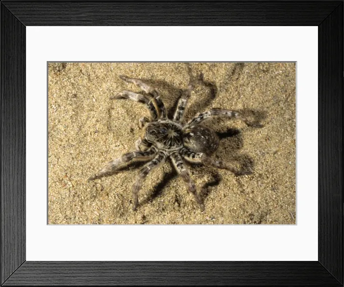 Framed Print : Tarantula - living in woods in river Tes-Hem valley Framed Print : Tarantula - living in woods in river Tes-Hem valley