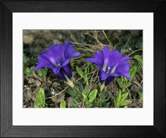 Framed Print : Wild flowers (unidentified) on a mountain plateau Framed Print : Wild flowers (unidentified) on a mountain plateau
