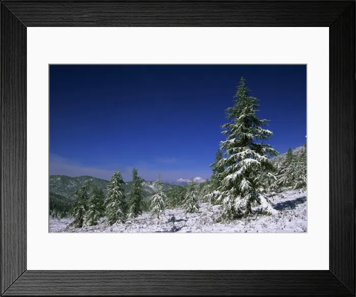 Framed Print : Russia - Fir Trees and Spruces after a snowfall Framed Print : Russia - Fir Trees and Spruces after a snowfall