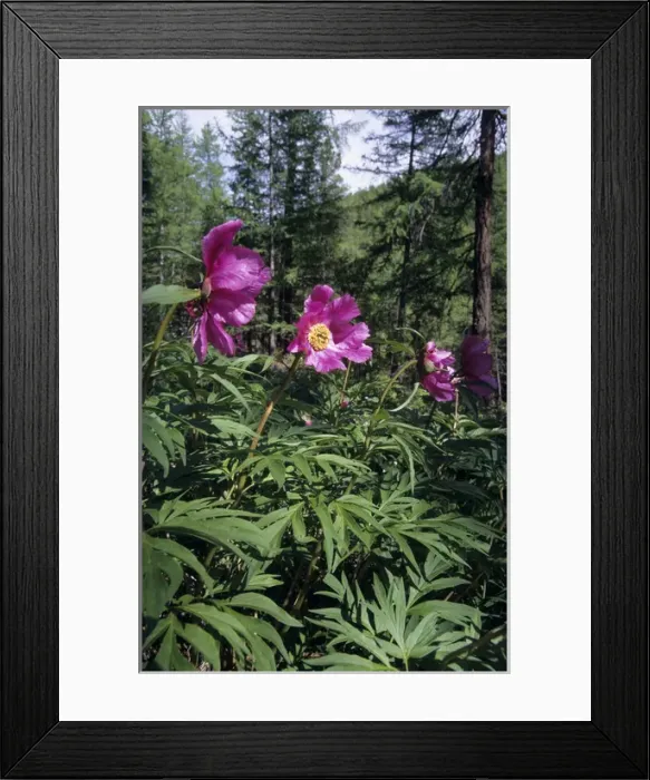 Framed Print : Flowering wild Paeonea Framed Print : Flowering wild Paeonea