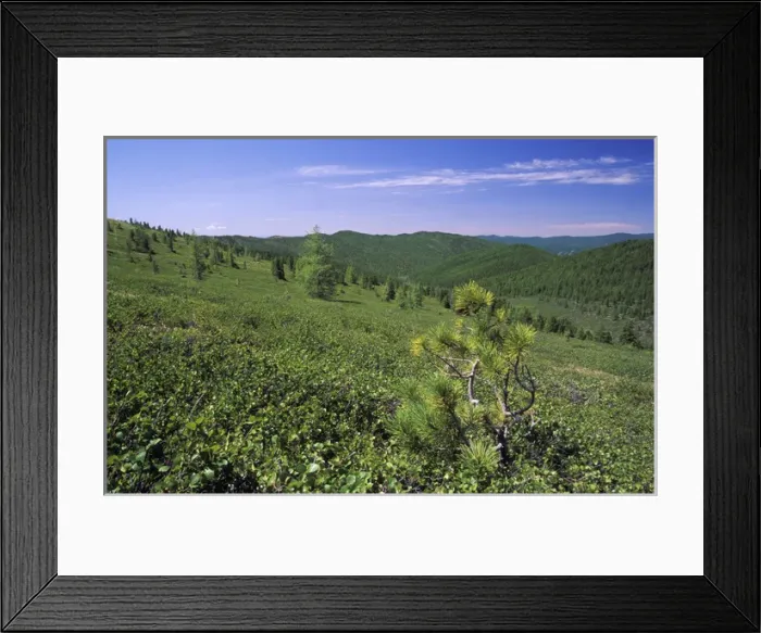 Framed Print : Russia - tundra and semi-tundra on a mountain plateau