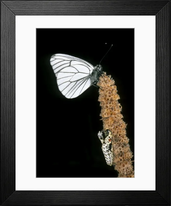 Framed Print : Newly emerged Black-veined White butterfly Framed Print : Newly emerged Black-veined White butterfly