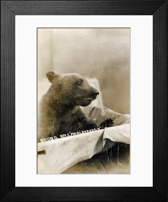 Framed Print : Bruno the Bear, HMS Marlborough battleship mascot Framed Print : Bruno the Bear, HMS Marlborough battleship mascot