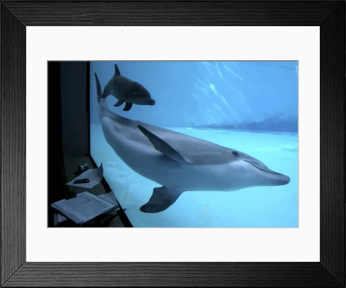 Framed Print : Bottlenose Dolphin - Research of birth and Newborn Framed Print : Bottlenose Dolphin - Research of birth and Newborn