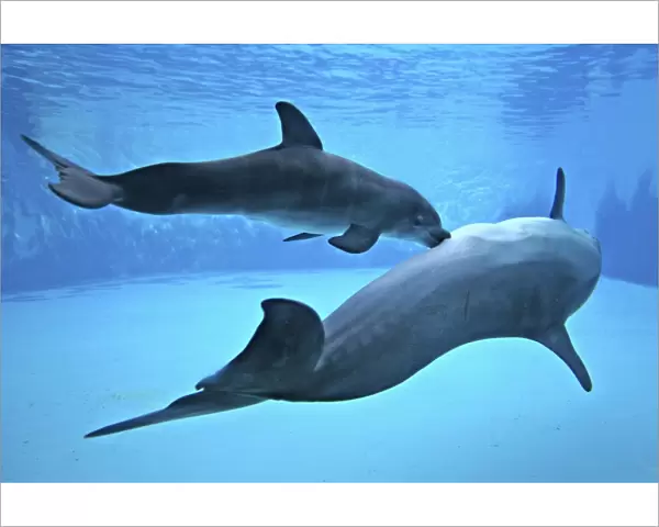 Bottlenose Dolphin - Newborn Baby  /  Calf nursing