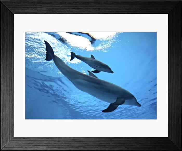 Framed Print : Bottlenose Dolphin - Newborn Baby  /  Calf with Mother