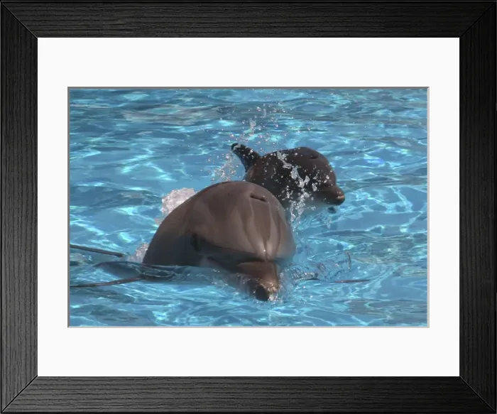 Framed Print : Bottlenose Dolphin - Newborn Baby / Calf first Framed Print : Bottlenose Dolphin - Newborn Baby / Calf first