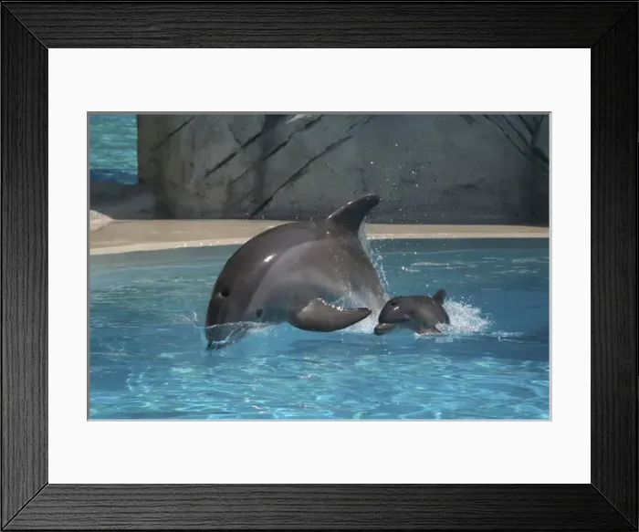 Framed Print : Bottlenose Dolphin - Newborn Baby / Calf first Framed Print : Bottlenose Dolphin - Newborn Baby / Calf first