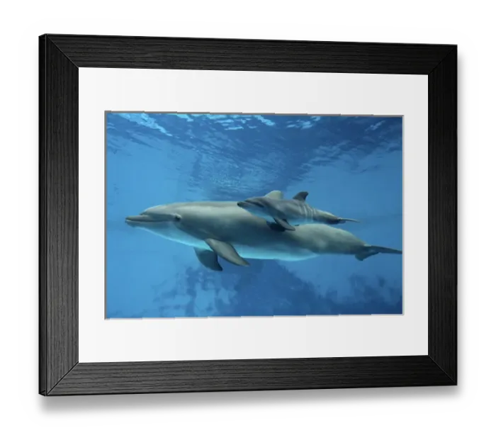 Framed Print : Bottlenose Dolphin - Newborn Baby / Calf dolphin Framed Print : Bottlenose Dolphin - Newborn Baby / Calf dolphin