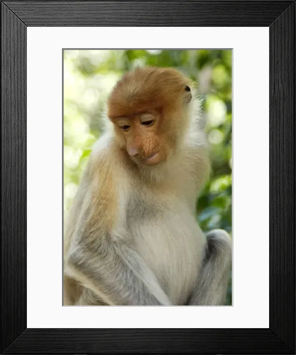 Framed Print : Young female Proboscis monkey (called Adi by sanctuary Framed Print : Young female Proboscis monkey (called Adi by sanctuary